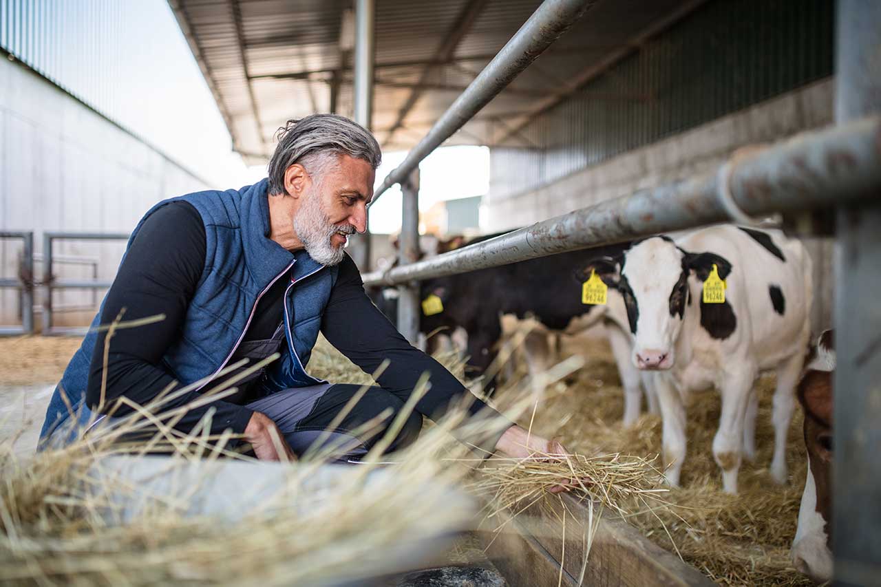 Viande locale à Saint Girons